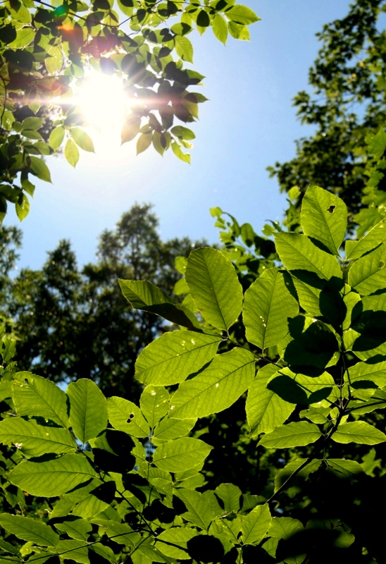 Starved Rock Sunlight