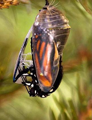 butterfly crysallis